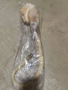 进口牛尾