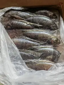 二去罗非鱼