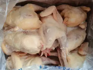 中德5只三黄鸡