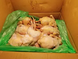 中德6只三黄鸡